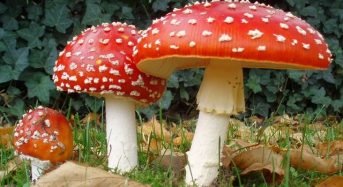 Отруєння мухоморами
