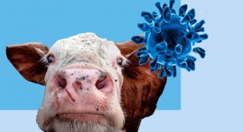 Обережно, ящур