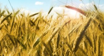 Світовий урожай зерна скорочується: що прогнозують для України?