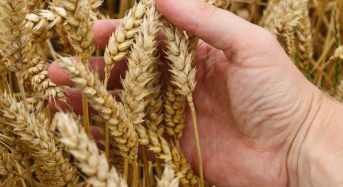 Урожай під загрозою: російські атаки портів можуть коштувати Україні мільярди доларів