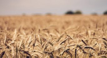 Україна збирає врожай, але чи вдасться його зберегти?